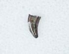 Acheroraptor (Dromaeosaur) Tooth - Montana #12280-1